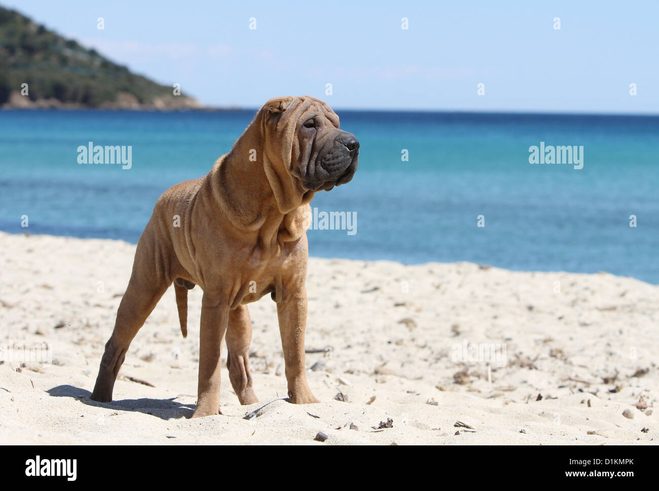 Shar Pei chien debout profil standard Banque D'Images