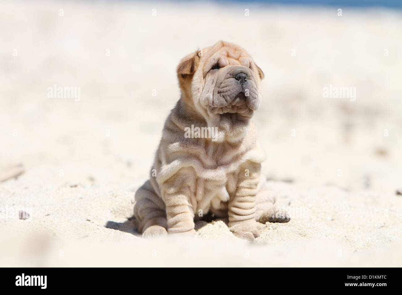 Chien Shar Pei fauve chiot assis sur la plage Banque D'Images