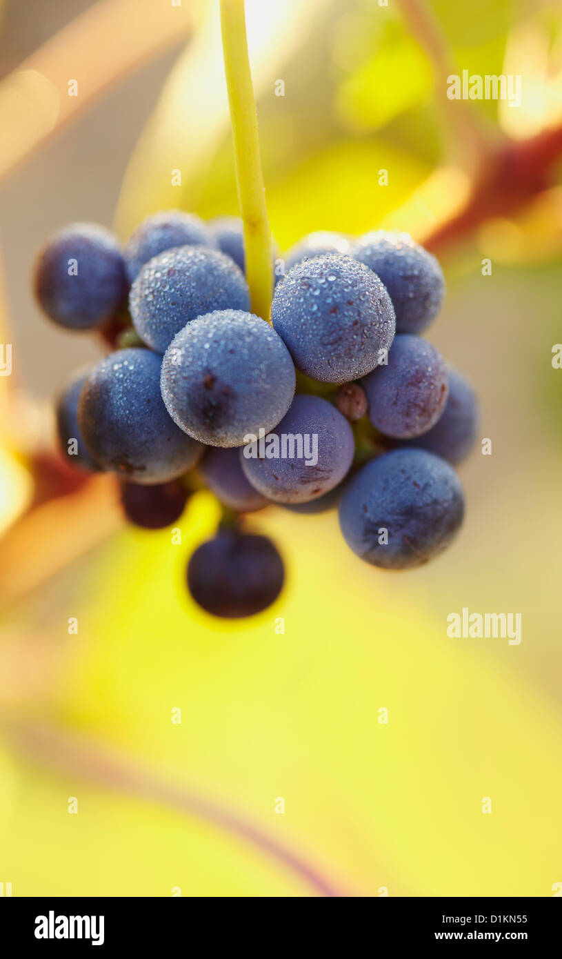 Les raisins de Tempranillo libre . Route des vins de la Rioja Alavesa. L'Alava. Pays Basque. Espagne Banque D'Images Les raisins de Tempranillo libre . Route des vins de la Rioja Alavesa. L'Alava. Pays Basque. Espagne Banque D'Images