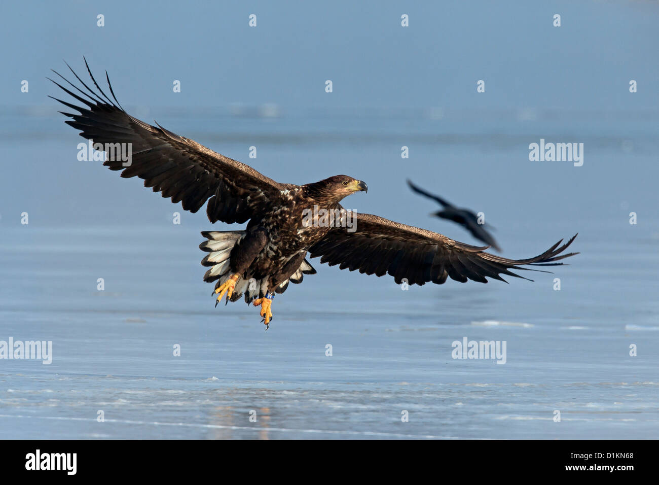 Pygargue à queue blanche (Haliaeetus albicilla) atterrissage juvénile avec ailes déployées sur la glace du lac gelé en hiver Banque D'Images