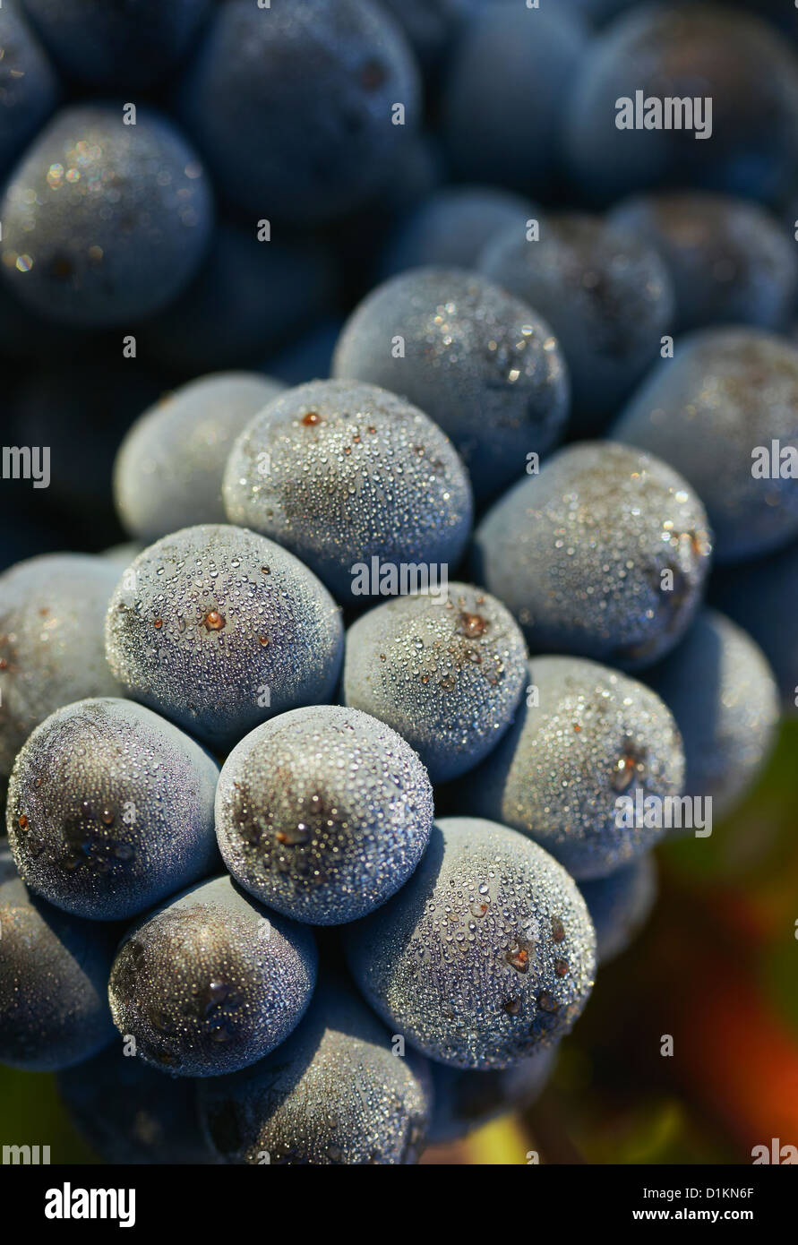Les raisins de Tempranillo libre . Route des vins de la Rioja Alavesa. L'Alava. Pays Basque. Espagne Banque D'Images Les raisins de Tempranillo libre . Route des vins de la Rioja Alavesa. L'Alava. Pays Basque. Espagne Banque D'Images