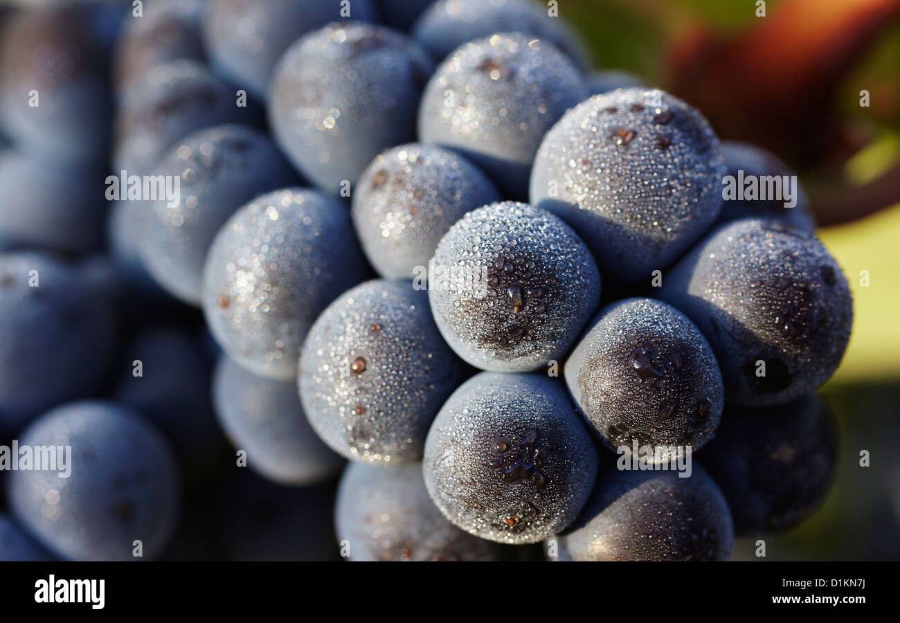 Les raisins de Tempranillo libre . Route des vins de la Rioja Alavesa. L'Alava. Pays Basque. Espagne Banque D'Images Les raisins de Tempranillo libre . Route des vins de la Rioja Alavesa. L'Alava. Pays Basque. Espagne Banque D'Images