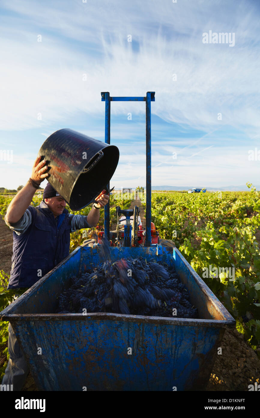 La récolte des raisins tempranillo 'vin'. Lanciego. Route des vins de la Rioja Alavesa. L'Alava. Pays Basque. Espagne Banque D'Images