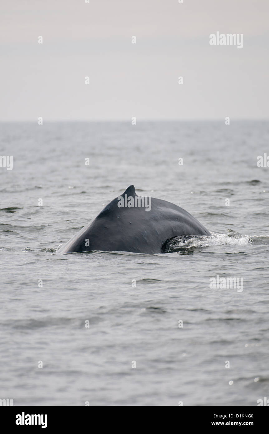 Baleine à bosse (lat. Megaptera novaeangliae) dorsale, l'île de Vancouver, Colombie-Britannique, Canada Banque D'Images