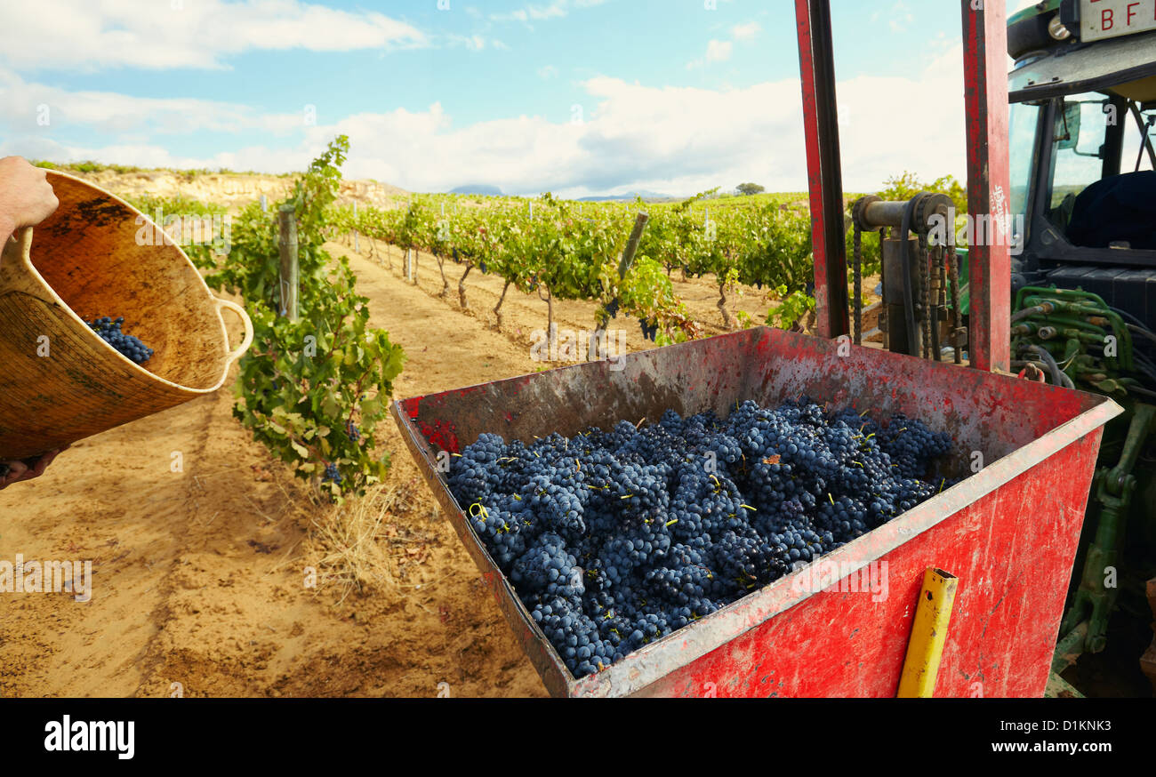 La récolte des raisins tempranillo 'vin'. Lanciego. Route des vins de la Rioja Alavesa. L'Alava. Pays Basque. Espagne Banque D'Images La récolte des raisins tempranillo 'vin'. Lanciego. Route des vins de la Rioja Alavesa. L'Alava. Pays Basque. Espagne Banque D'Images