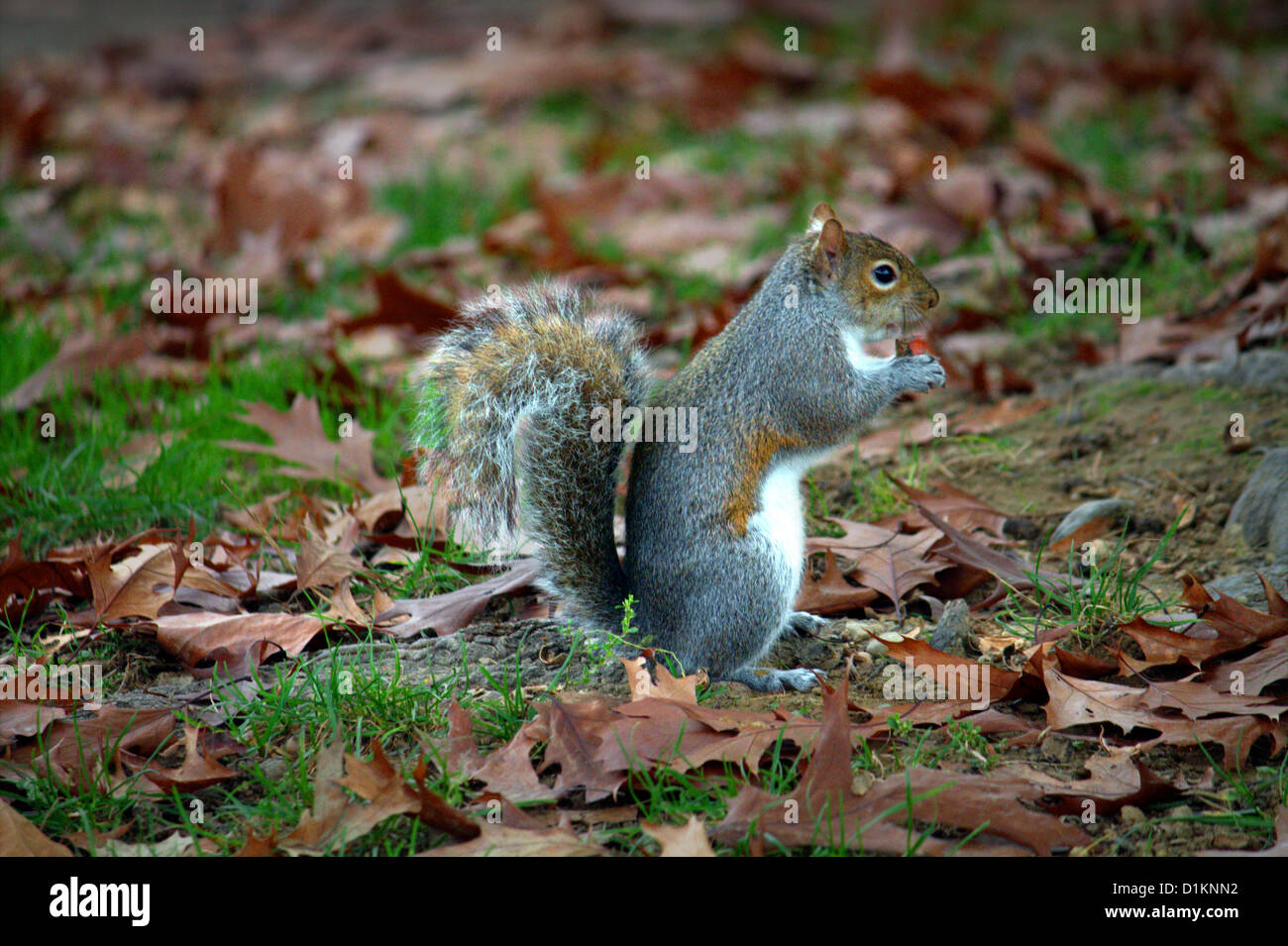 Squirrel nut manger au milieu de sa pelouse couverte de feuilles(Scoiattolo che mangia la noce dans un ricoperto foglie di Prato) Banque D'Images