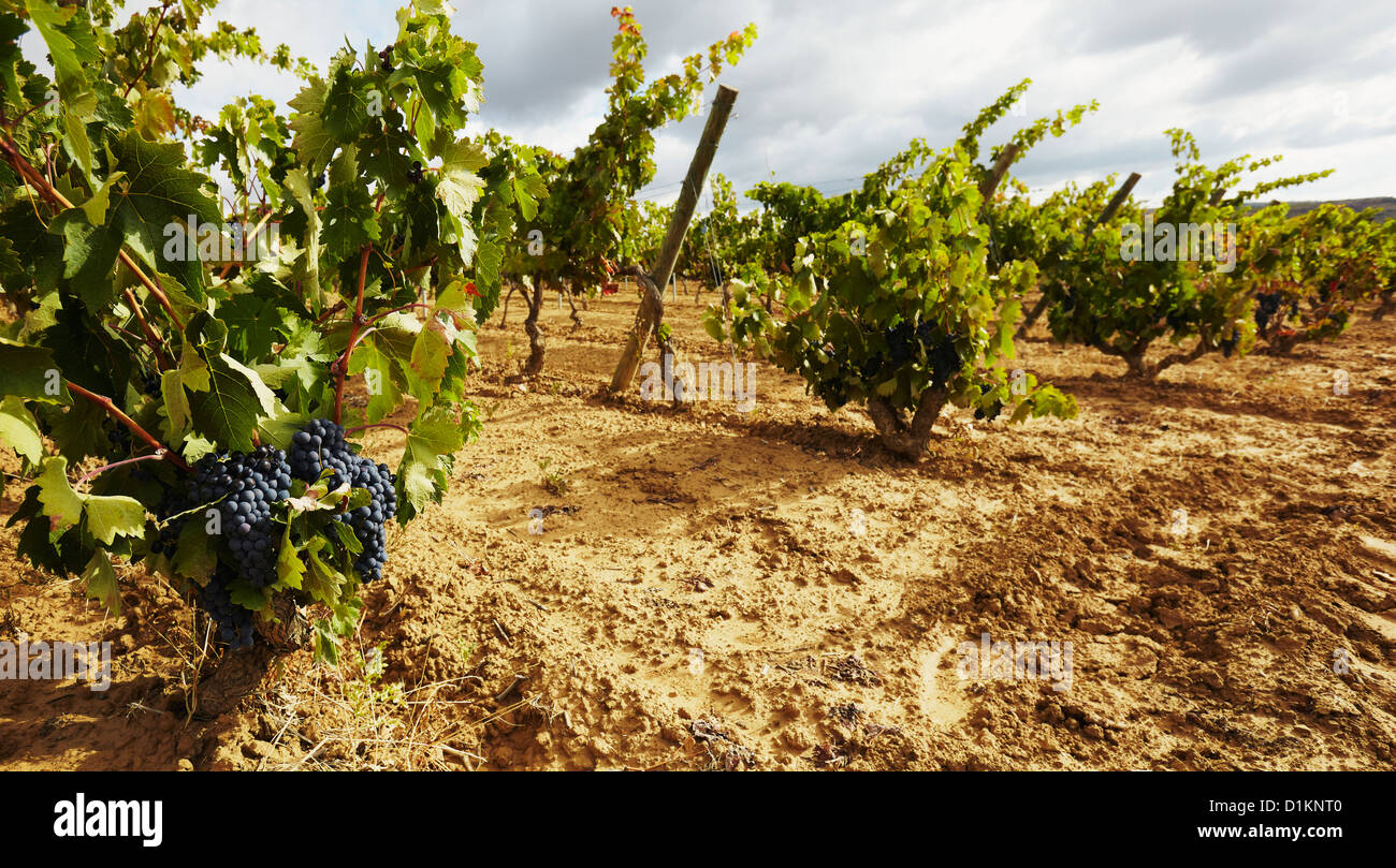 Rangées de vignes dans un vignoble. Lanciego. Route des vins de la Rioja Alavesa. L'Alava. Pays Basque. Espagne Banque D'Images Rangées de vignes dans un vignoble. Lanciego. Route des vins de la Rioja Alavesa. L'Alava. Pays Basque. Espagne Banque D'Images