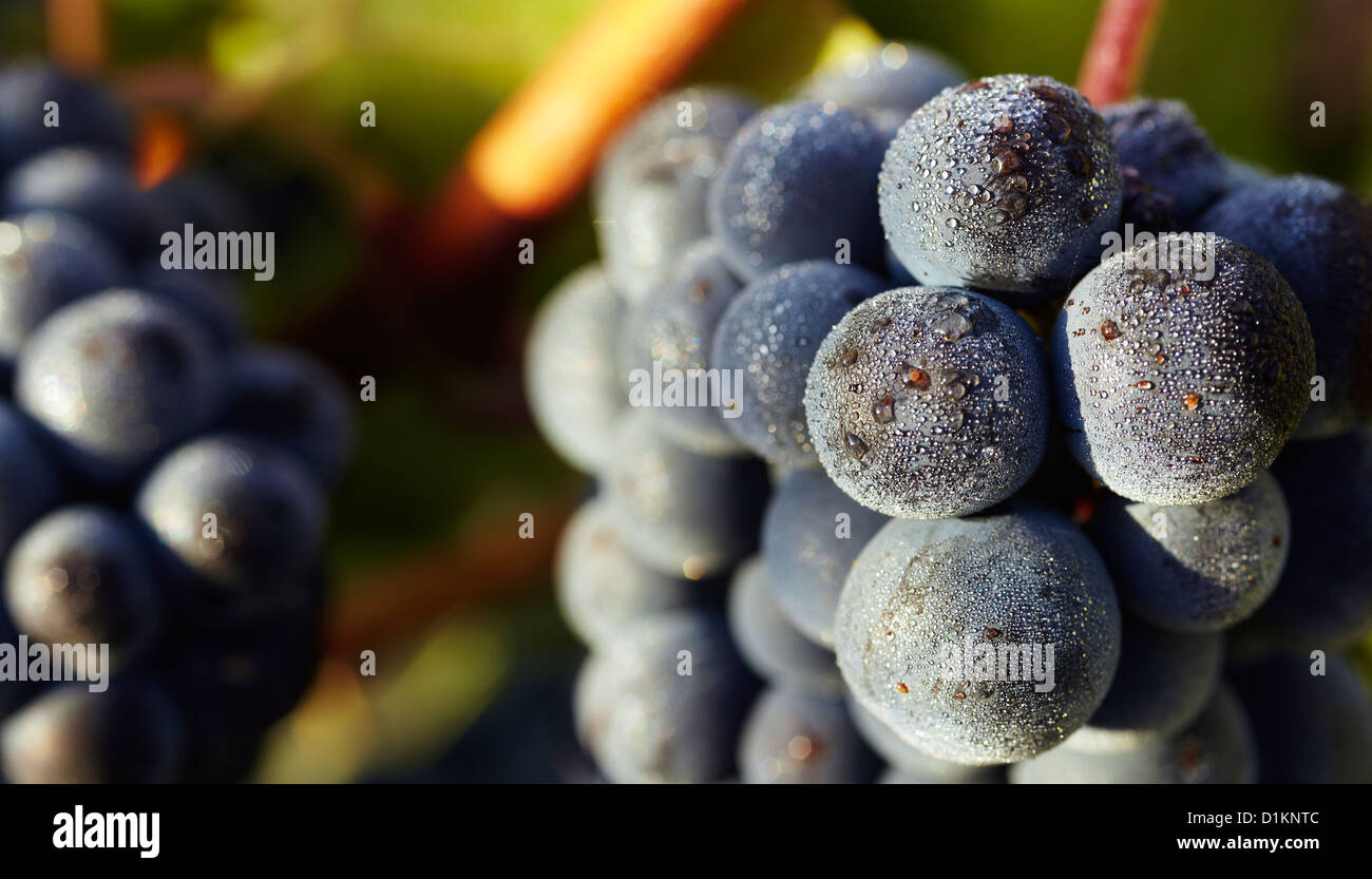 Les raisins de Tempranillo libre . Route des vins de la Rioja Alavesa. L'Alava. Pays Basque. Espagne Banque D'Images