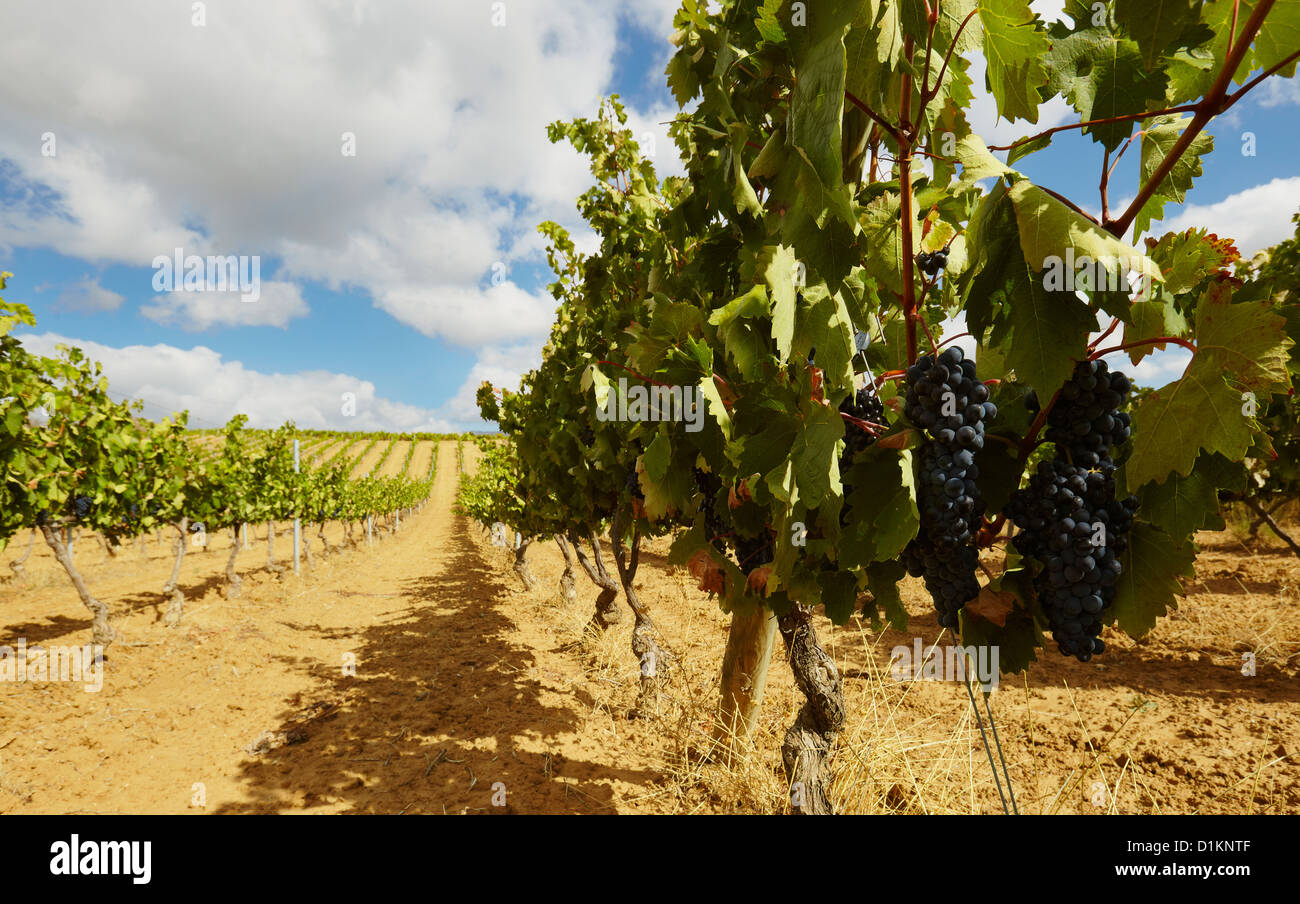 Rangées de vignes dans un vignoble. Lanciego. Route des vins de la Rioja Alavesa. L'Alava. Pays Basque. Espagne Banque D'Images Rangées de vignes dans un vignoble. Lanciego. Route des vins de la Rioja Alavesa. L'Alava. Pays Basque. Espagne Banque D'Images