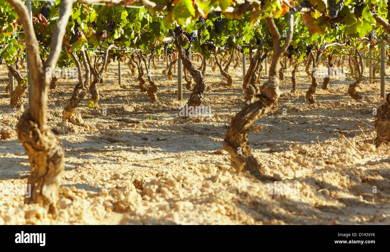 Rangées de vignes dans un vignoble. Lanciego. Route des vins de la Rioja Alavesa. L'Alava. Pays Basque. Espagne Banque D'Images Rangées de vignes dans un vignoble. Lanciego. Route des vins de la Rioja Alavesa. L'Alava. Pays Basque. Espagne Banque D'Images