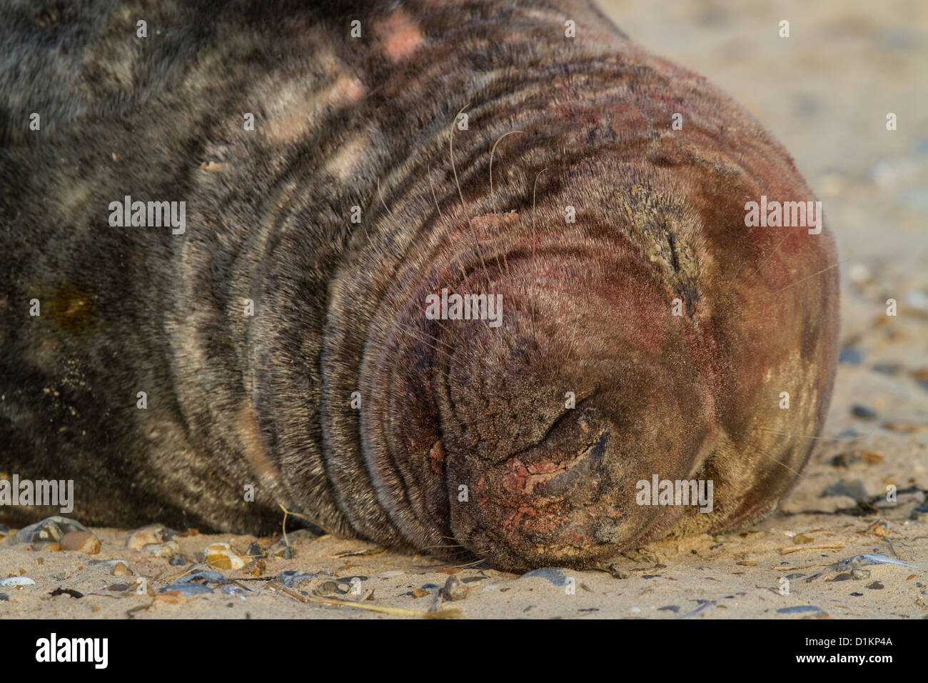 Close-up of bull de phoques gris (Halichoerus grypus) couvert de sang, Norfolk, Angleterre Banque D'Images