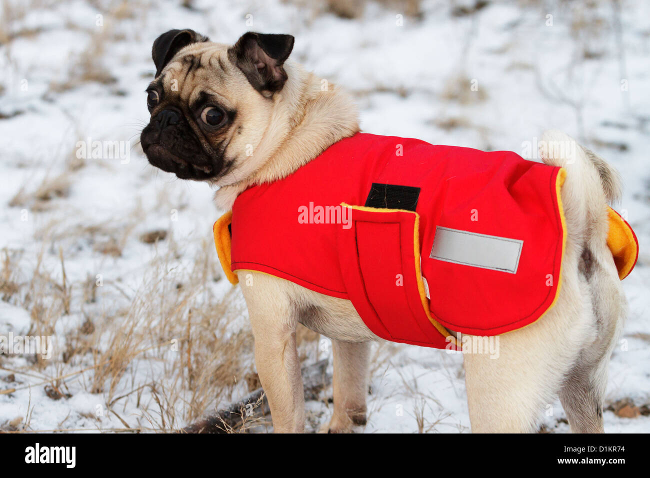 Un chien pug portant un manteau pour protéger contre le froid et la neige  Photo Stock - Alamy
