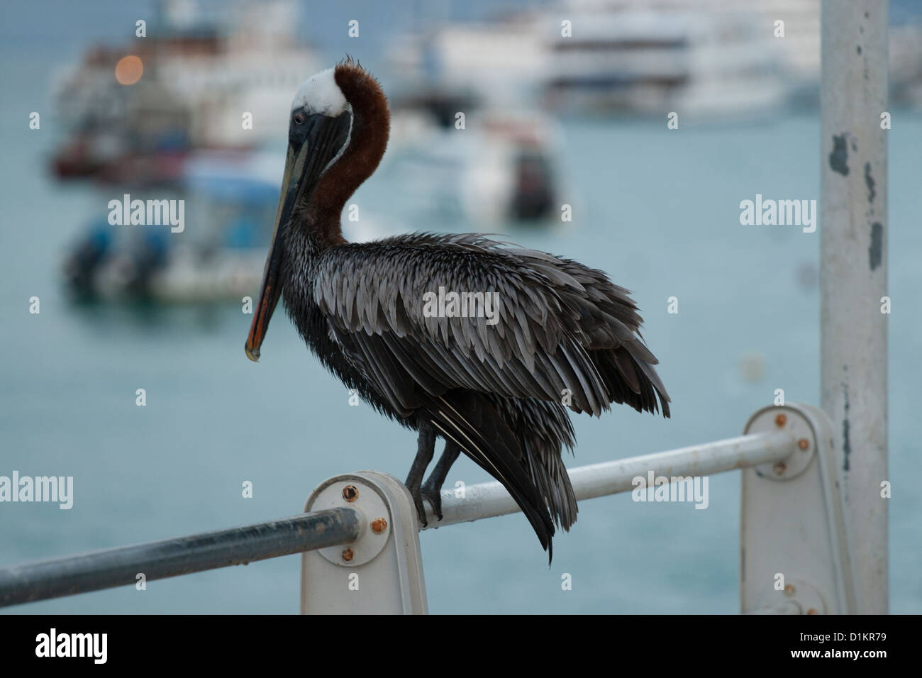 Pélican brun en port Ayora Banque D'Images