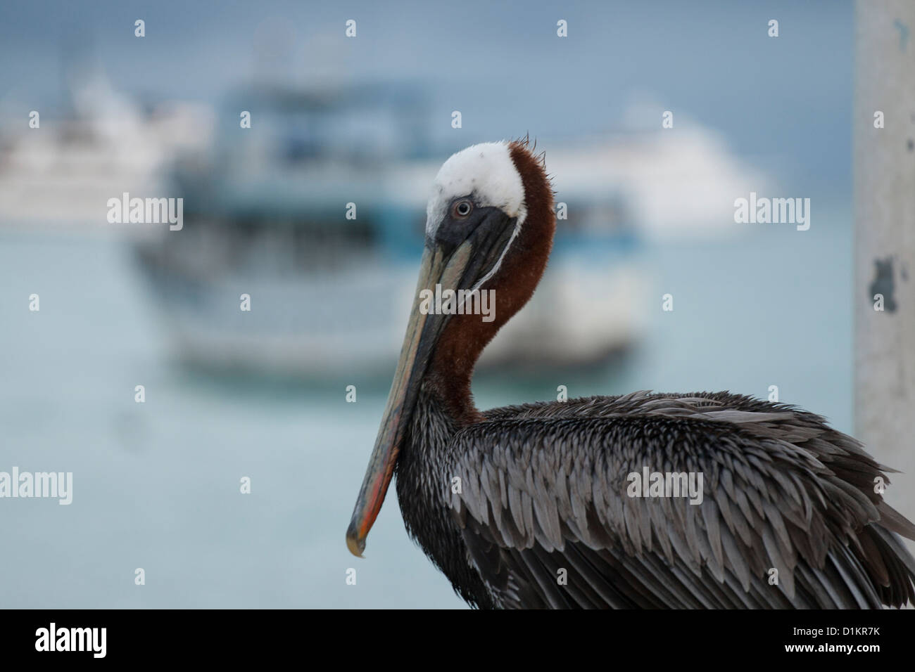 Pélican brun en port Ayora Banque D'Images