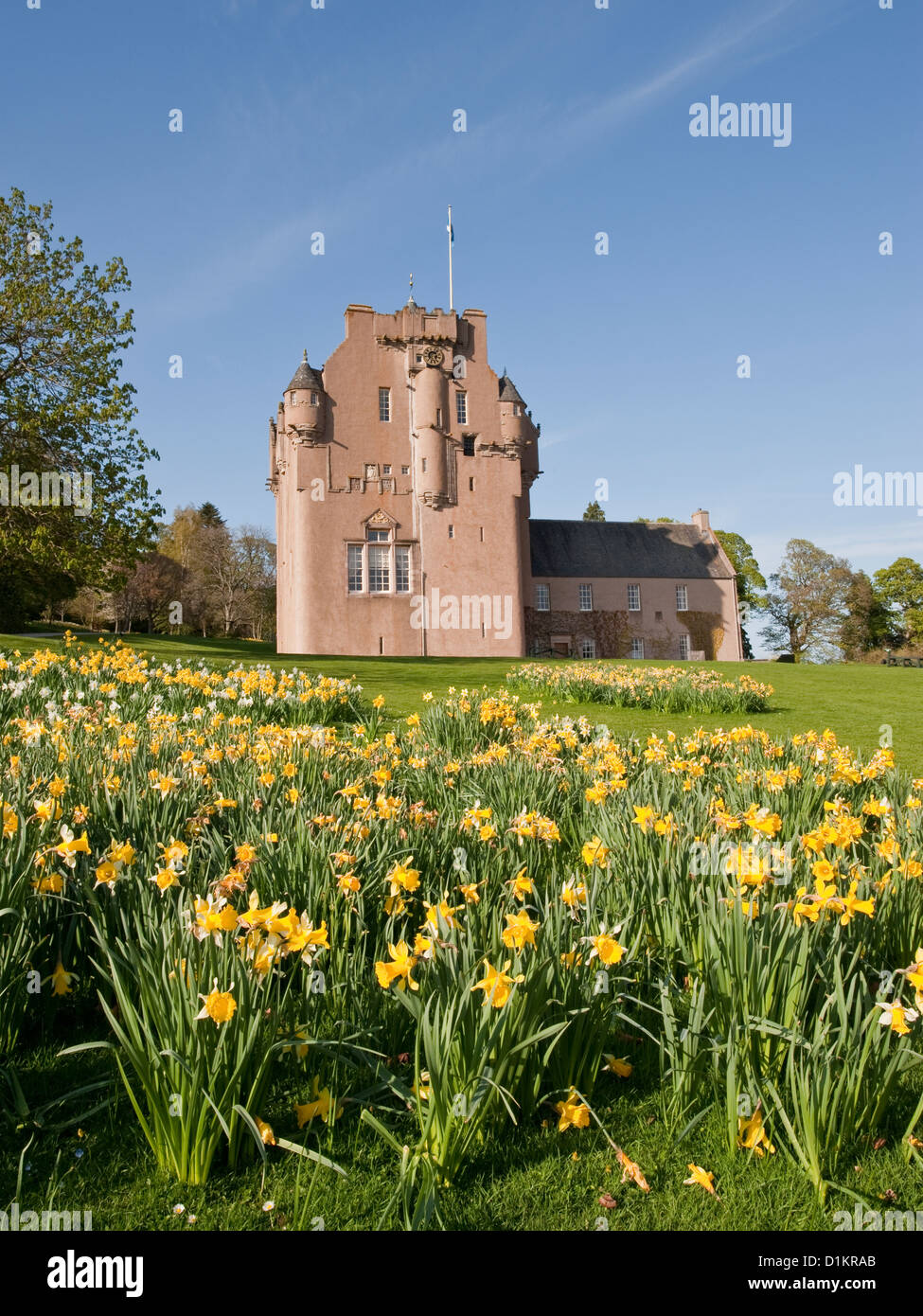 Le Château de Crathes et des jonquilles dans le jardin. L'Aberdeenshire, Ecosse Banque D'Images