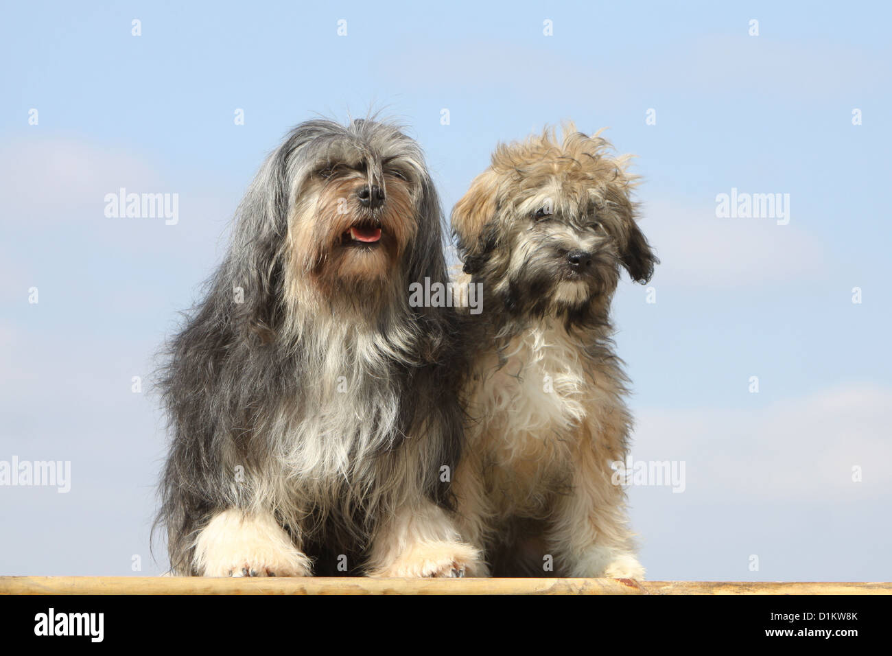 Boerboel All About This Dog Breed Boerbull Vf