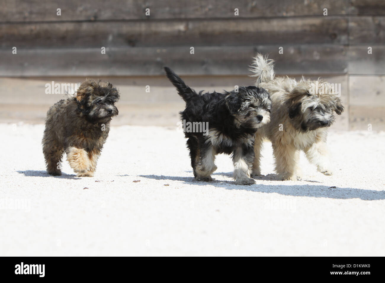 Trois chiens Löwchen 'petit chien lion' petit lion chiot chiots de  fonctionner Photo Stock - Alamy