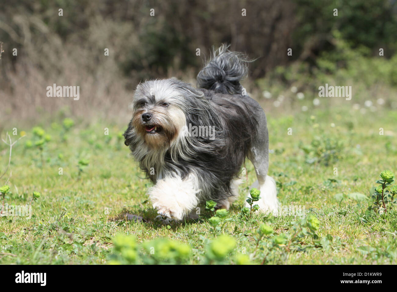 Chien Löwchen Petit Chien Lion Petit Lion Banque Dimages