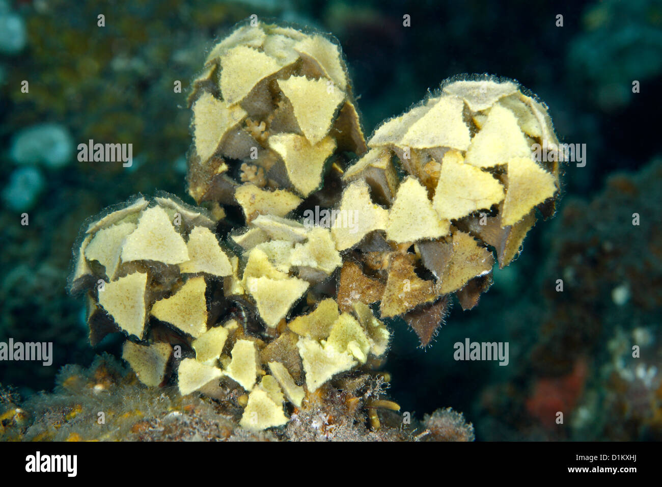 Les algues marines, Turbinaria ornata. C'est une algue tropicale brown trouvés sur les écosystèmes des récifs coralliens. Seraya, Tulamben, Bali, Indonésie Banque D'Images