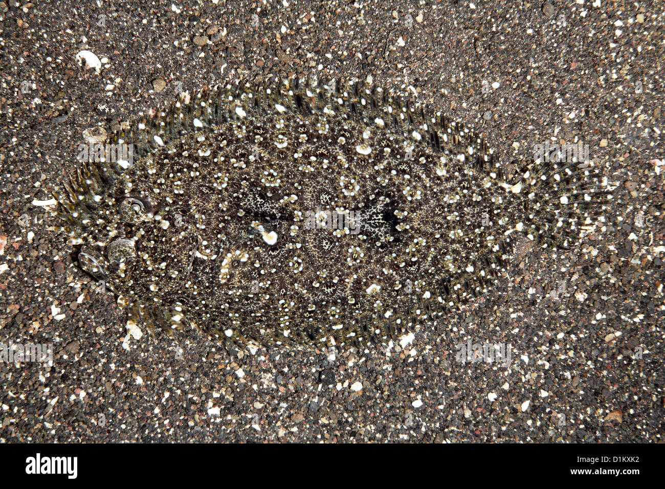 Bothus pantherinus Leopard flet, camouflés, sur la plage de sable de mer.Tulamben, Bali, Indonésie. La mer de Bali, de l'Océan Indien Banque D'Images