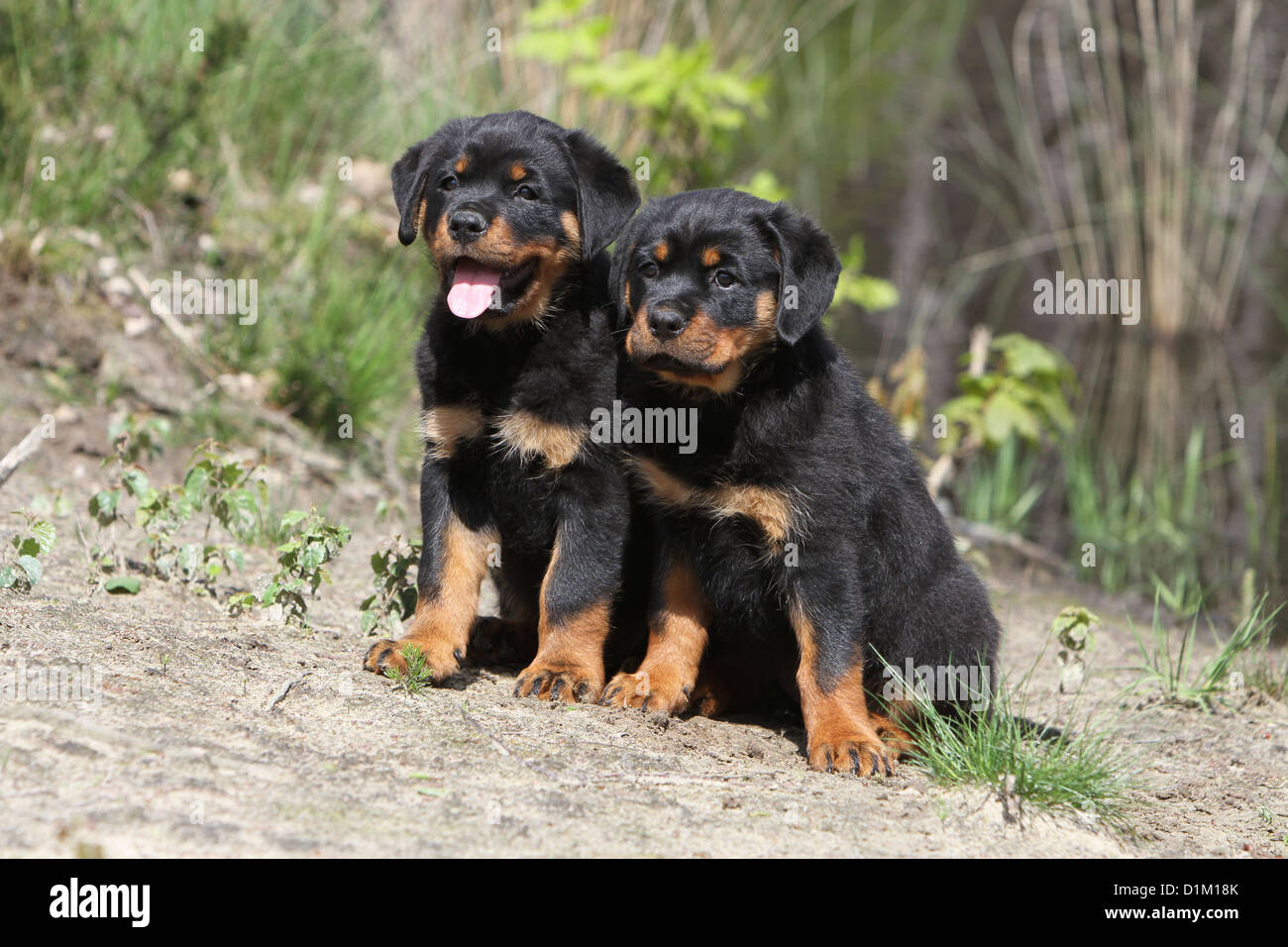 Deux chiens Chiots Rottweiler assis Banque D'Images