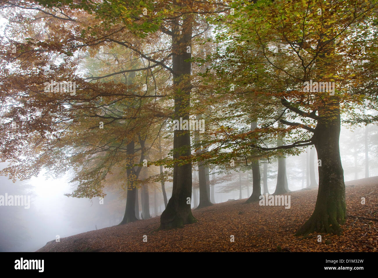 Les hêtres en forêt feuillue avec le feuillage en couleurs d'automne dans le brouillard en automne Banque D'Images