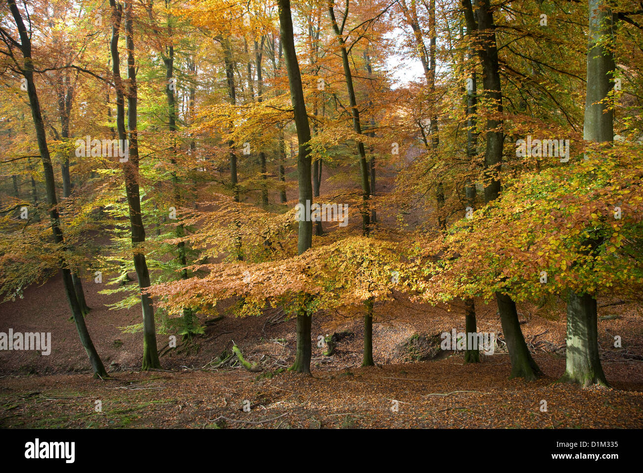 Les hêtres en forêt feuillue avec le feuillage en couleurs d'automne en automne Banque D'Images