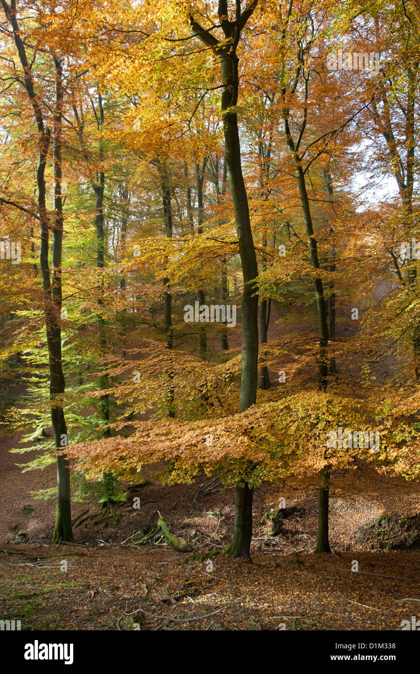 Les hêtres en forêt feuillue avec le feuillage en couleurs d'automne en automne Banque D'Images