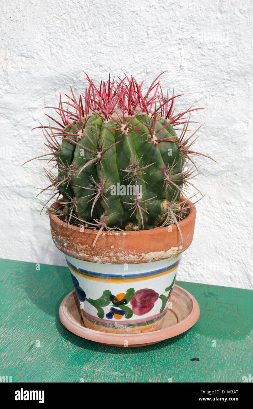 Cactus rond dans un pot de fleur en céramique colorées près d'un mur blanc Banque D'Images