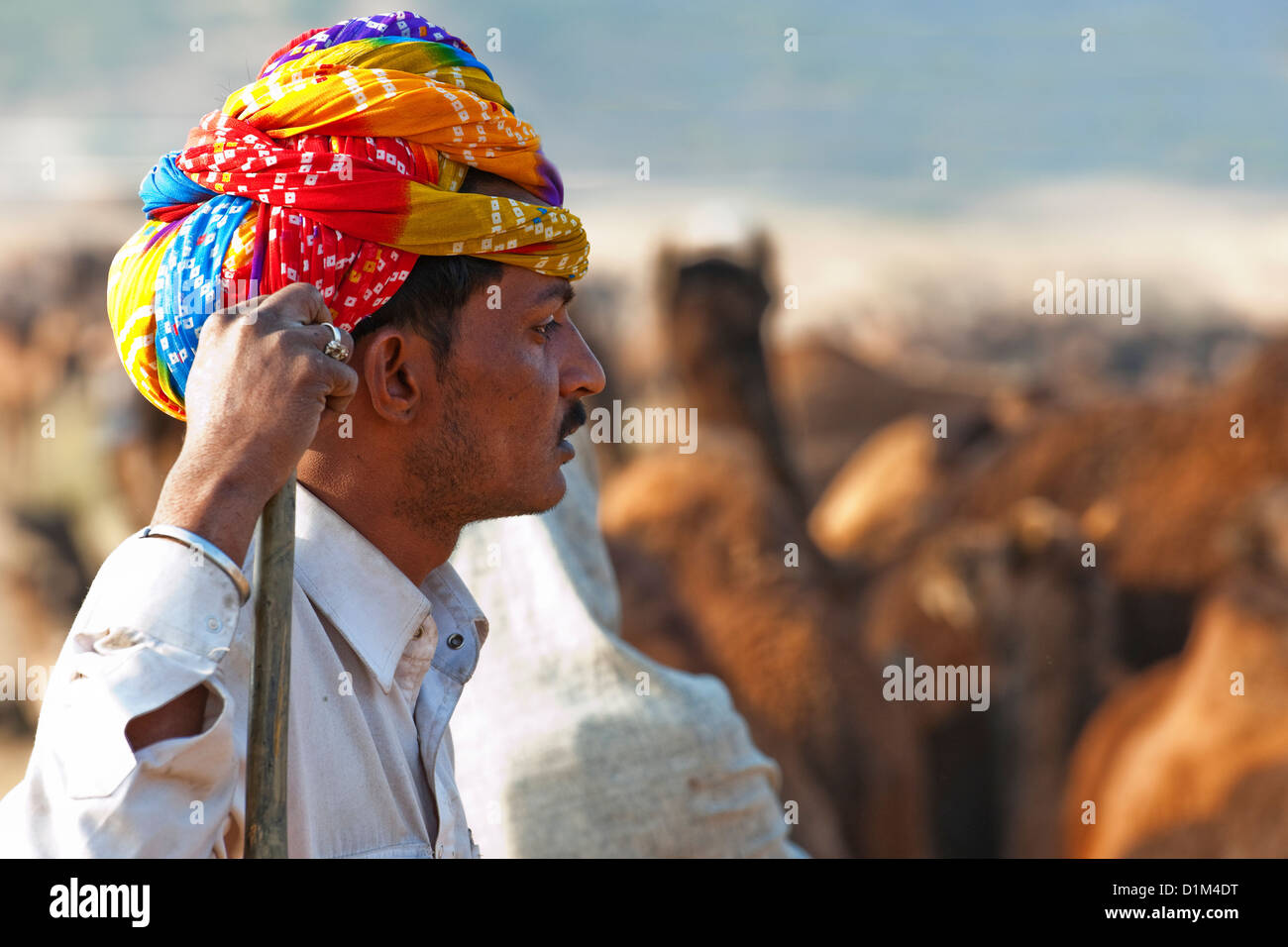 Un commerçant d'une chamelle turban lumineux semble songeur à chameaux au cours de l'assemblée juste chameau à Pushkar Rajasthan Inde Asie Banque D'Images