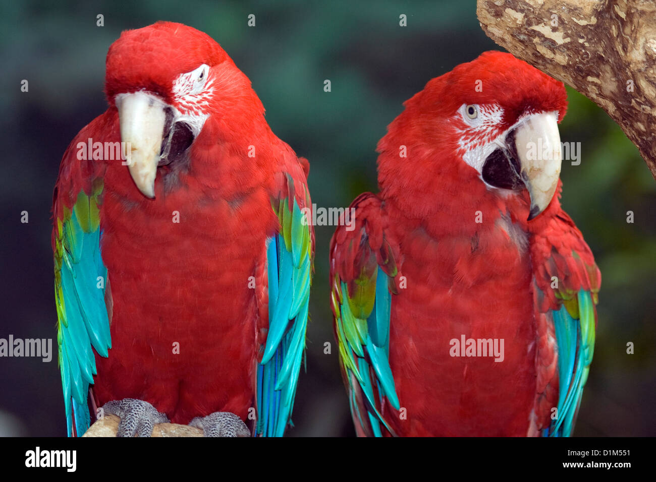 L'Ara à ailes vertes ou rouge et vert Macaw (Ara chloroptera). Brookfield Zoo. Banque D'Images