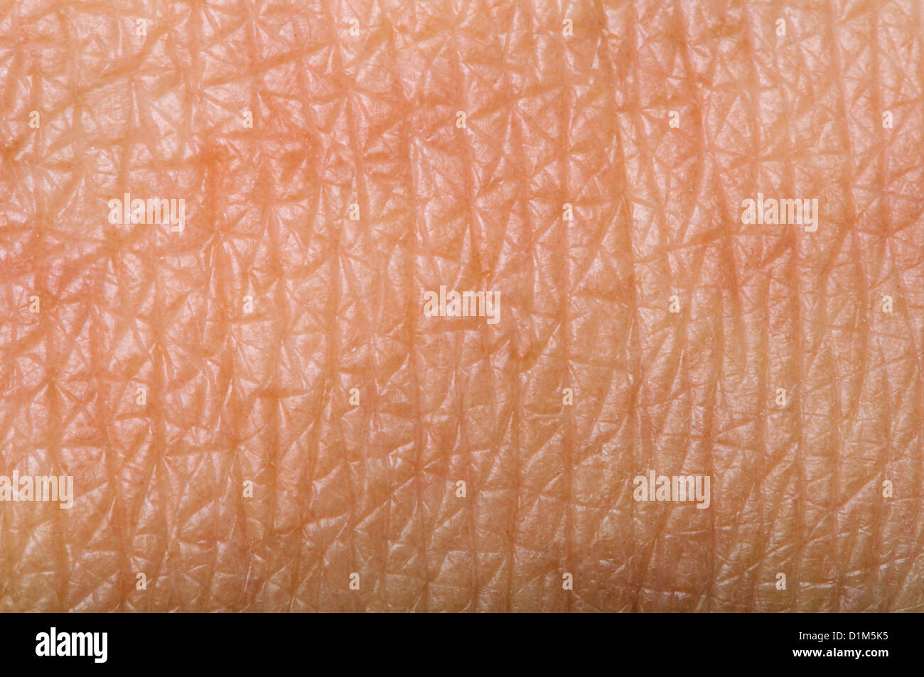 La peau humaine close up. La structure de peau Banque D'Images