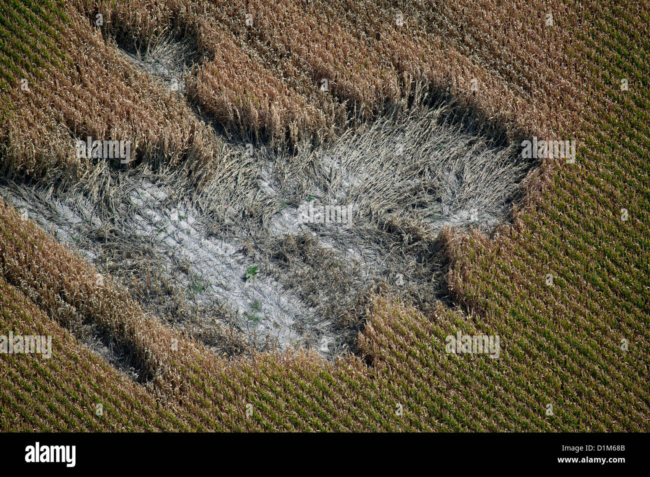 Photographie aérienne des dégâts aux cultures champ de maïs Nebraska Banque D'Images