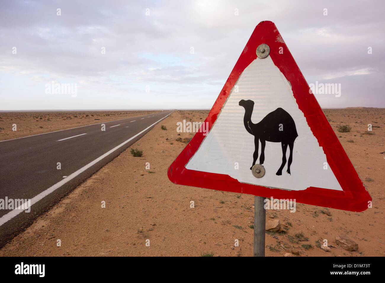 Road sign warning de chameaux traversant la route du désert de Marsa Matrouh à Siwa dans l'ouest du désert en Égypte. Banque D'Images