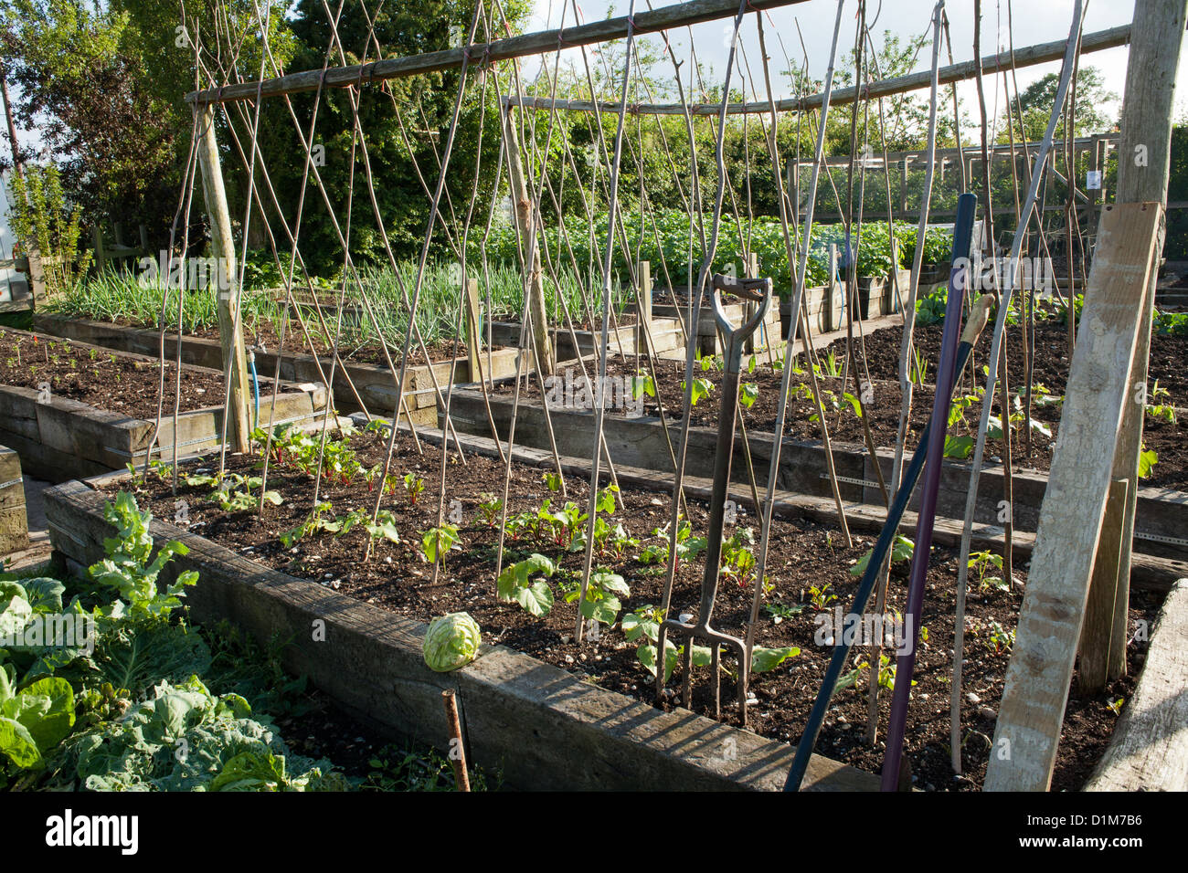 Lits surélevés en potager. Banque D'Images