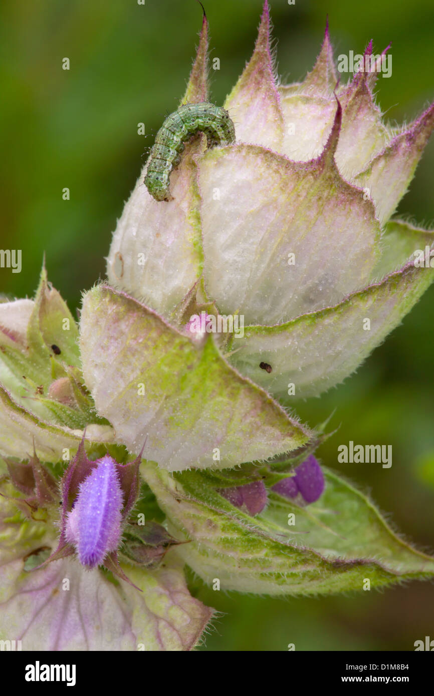 Salvia sclarea - Clary Banque D'Images