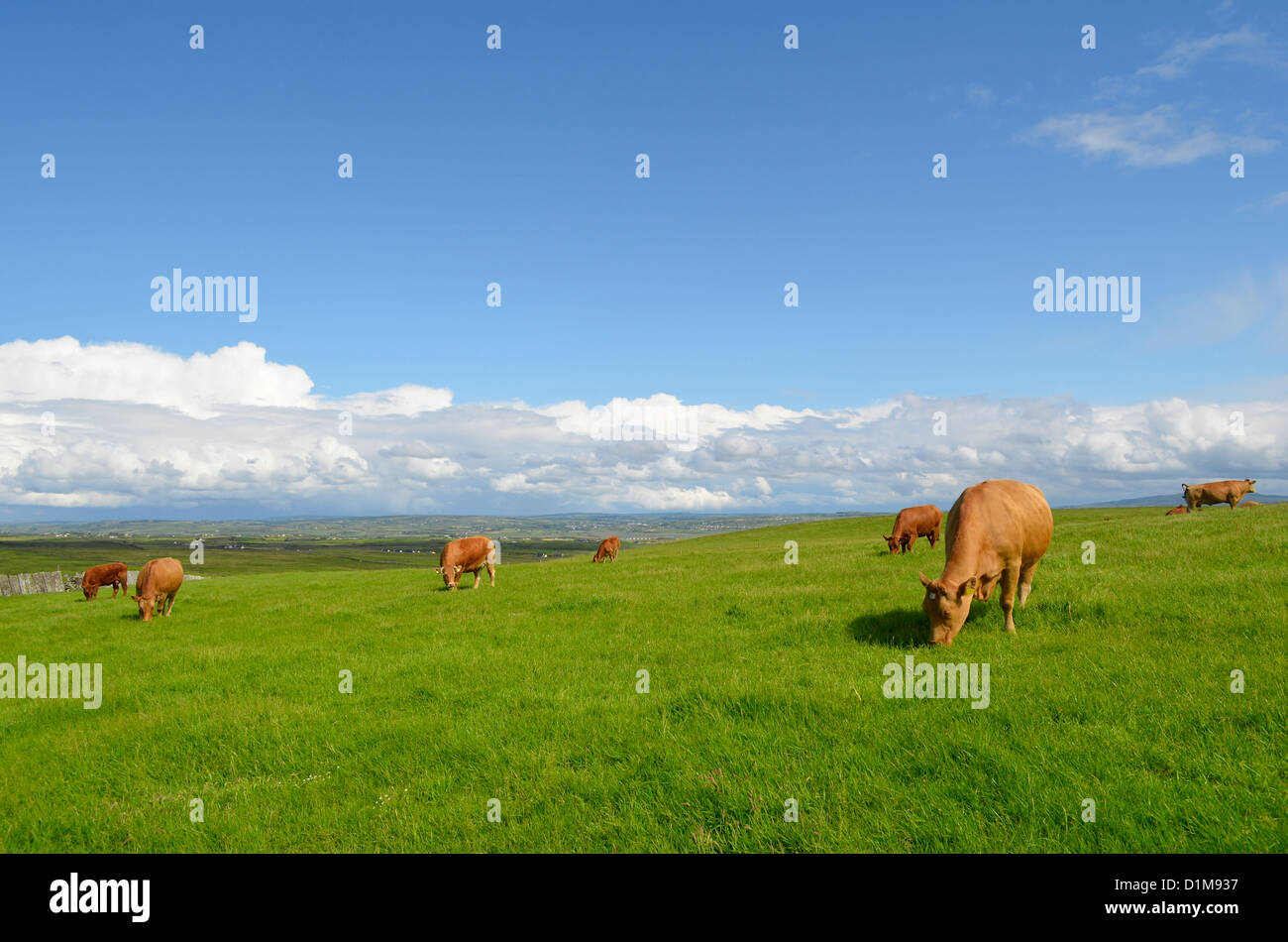 Vaches qui paissent dans la prairie dans un paysage irlandais. Banque D'Images