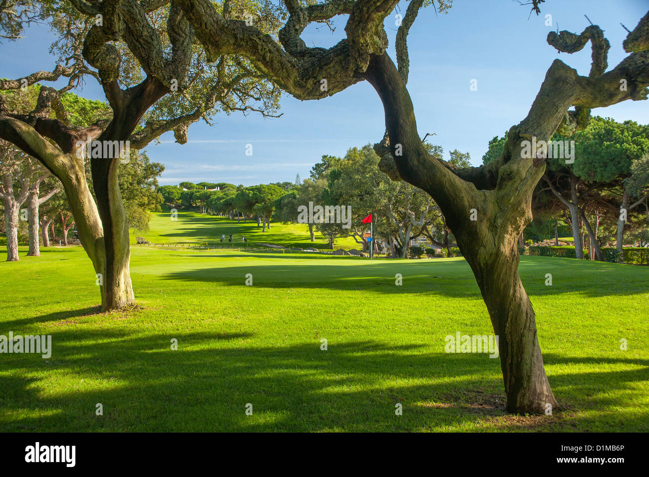 Golf avec chênes noueux autour de vert et d'un drapeau Banque D'Images
