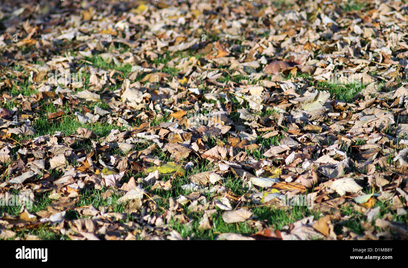 Résumé fond de feuilles d'automne sur l'herbe verte. Banque D'Images