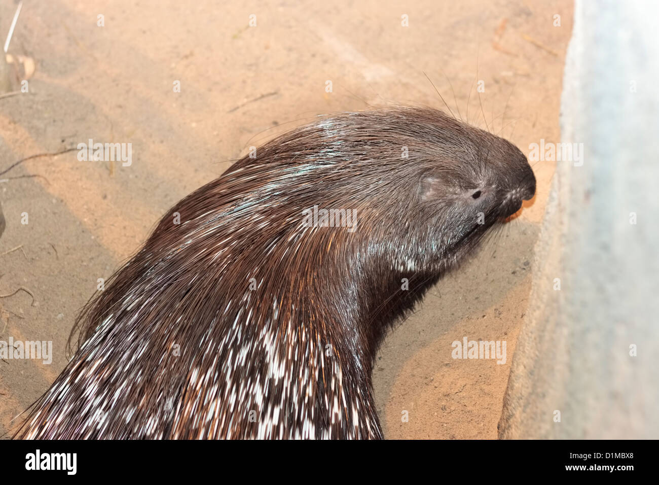 Indian Porc-épic (Hystrix indica), Randers Regnskov Zoo, Randers, Danemark Banque D'Images