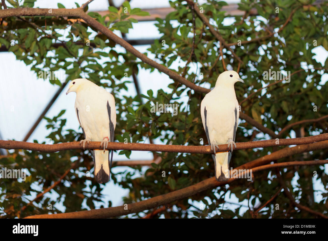 Couple de grèbes (Ducula bicolor pigeons impériale) de Randers Regnskov Zoo sur une branche d'arbre, Danemark Banque D'Images