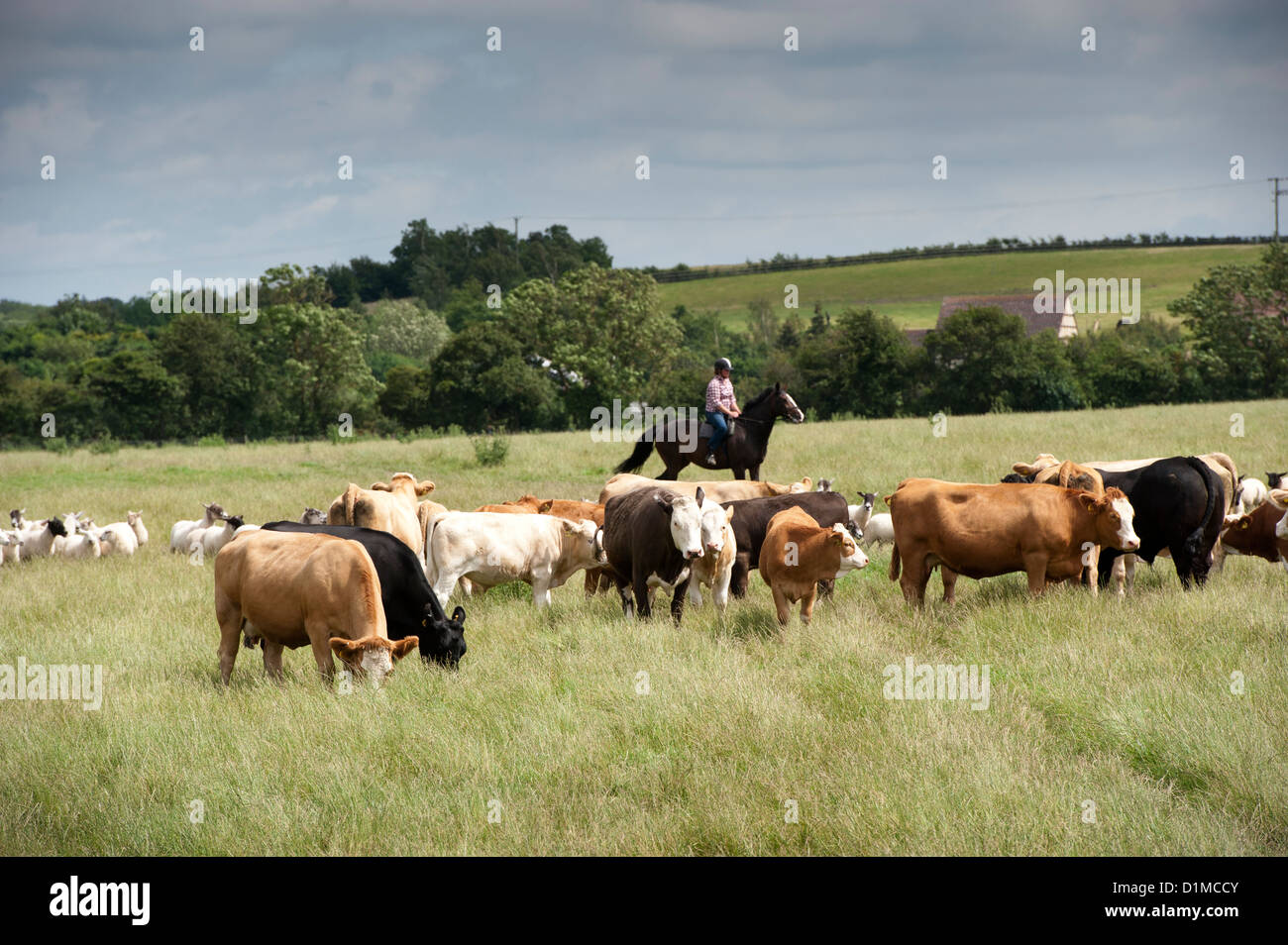 Rassembler les moutons et le bétail à cheval. UK Banque D'Images