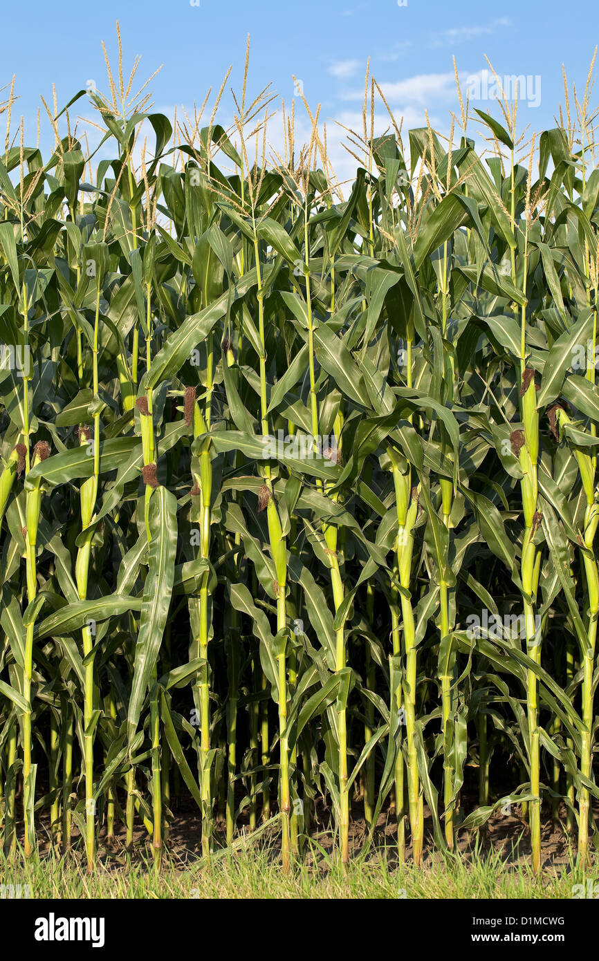 Tiges de maïs, Pembina Valley, Manitoba, Canada Banque D'Images