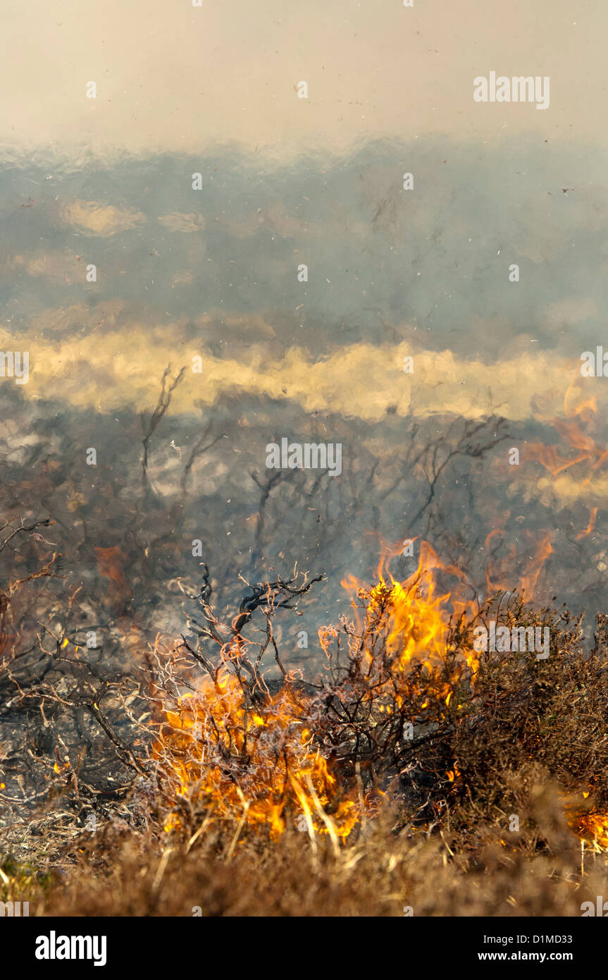 Heather burning sur une grouse moor au printemps. Banque D'Images