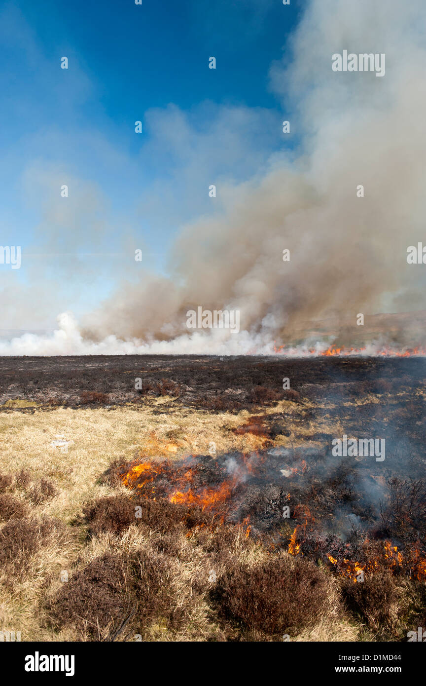 Haut nuage de fumée sur une lande de bruyère brûlée au printemps. Banque D'Images