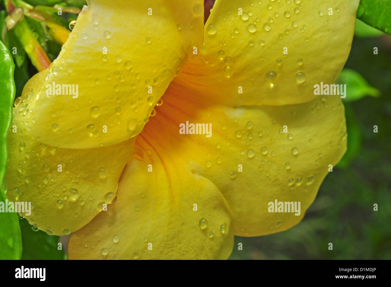 L'INDONÉSIE, Bali, Ubud , fleurs Allamanda cathartica jaune Banque D'Images