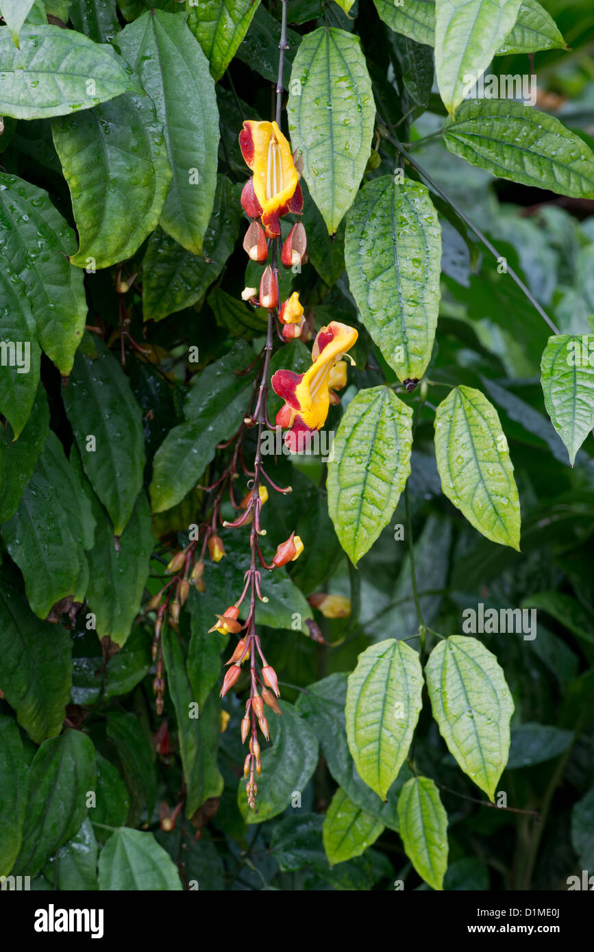 Réveil Vine : Thurnbergia mysorensis Banque D'Images