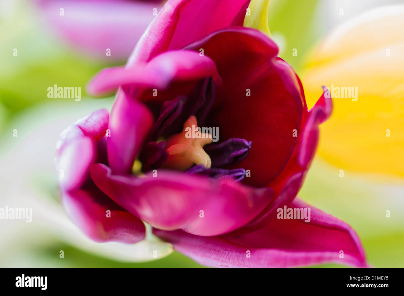 Tulip intérieur avec beaucoup de couleurs et arrière-plan incroyable Banque D'Images