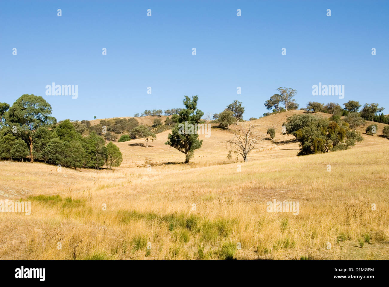 Une scène rurale, près de Mudgee, New South Wales, Australie Banque D'Images