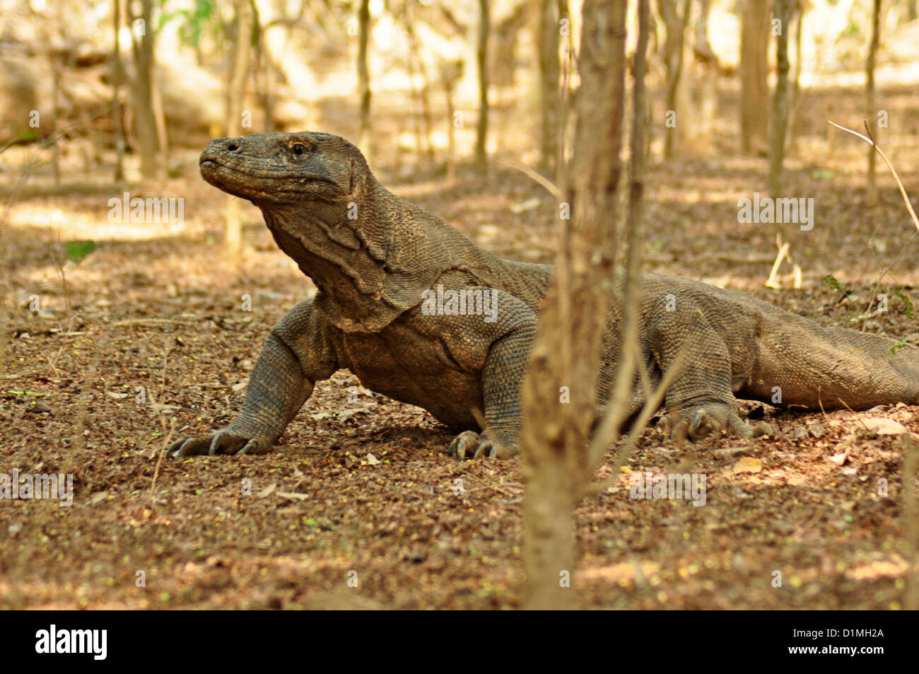 L'île de Komodo, INDONÉSIE, Komodo, Varanus komodoensis, le plus grand